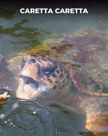 A turtle swimming in water with algae. 3