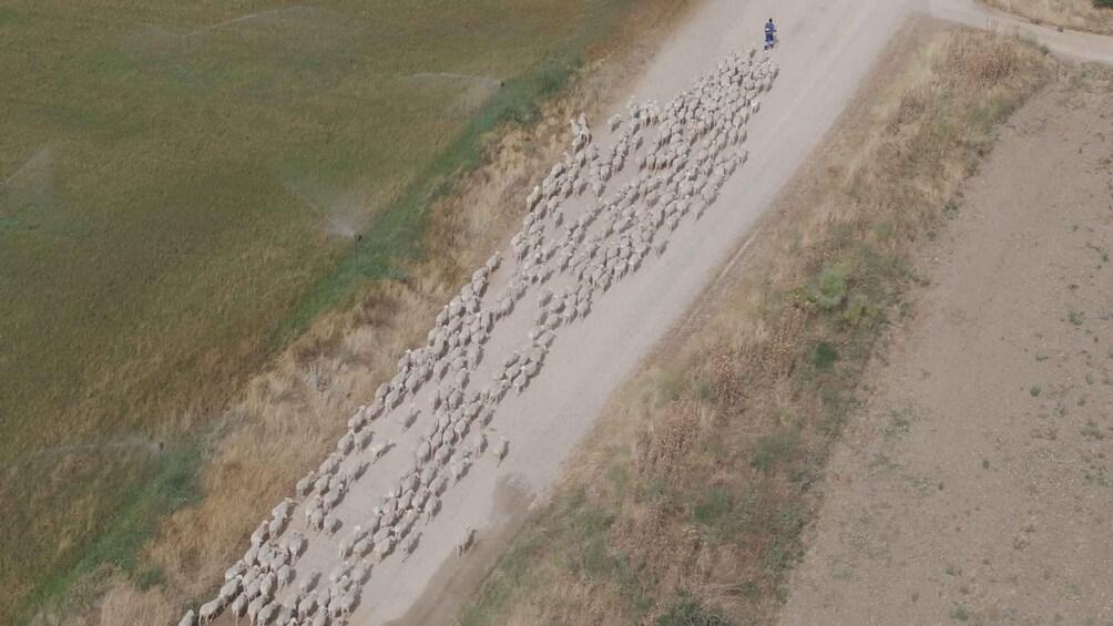 A large flock of sheep being herded along a dirt road. 5