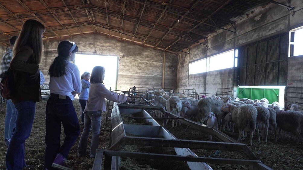 An indoor pen with sheep and people observing them. 2