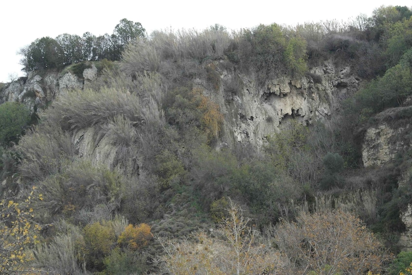 A rugged cliff with sparse vegetation and a dense forest at the top. 1