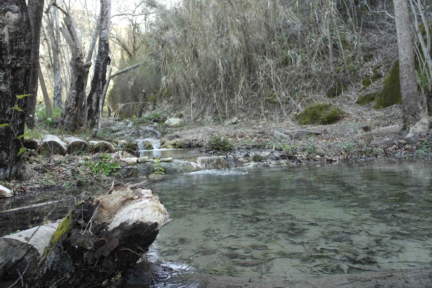 A clear stream with rocks and trees in a forested area. 5