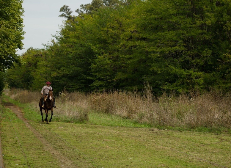 A person riding a horse along a dirt path in a wooded area. 3