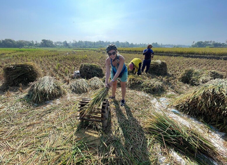 A person harvesting crops in a field with hay bales and a tractor. 4