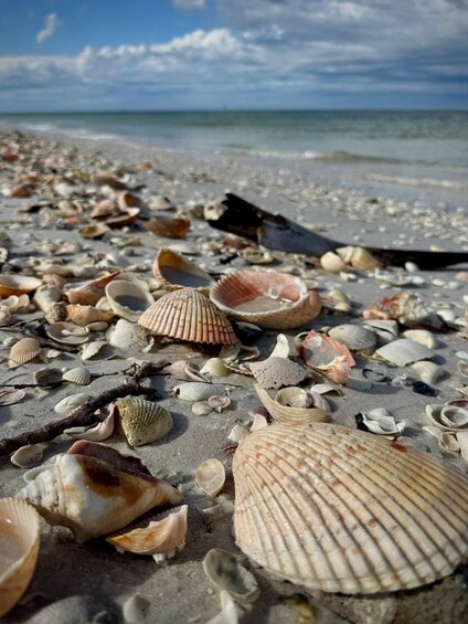 A beach with various seashells scattered across the sand. 3