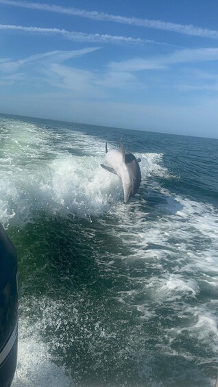 A dolphin leaping out of the ocean water. 4