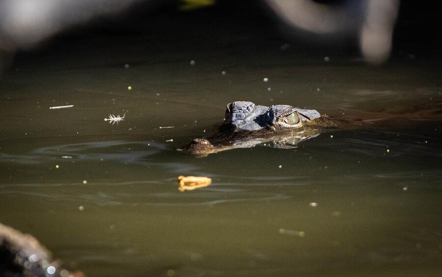 A crocodile partially submerged in murky water with debris floating around. 5