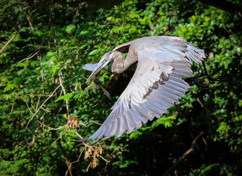 A bird of prey in flight with a fish in its talons, surrounded by dense green foliage. 2