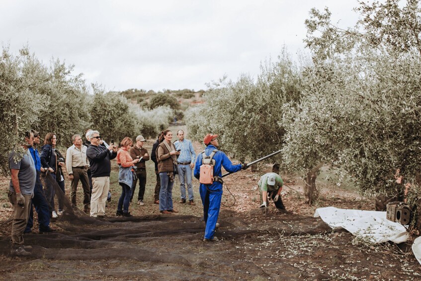 A group of people in an olive grove, some standing and observing, and one person using a tool on a tree. 2