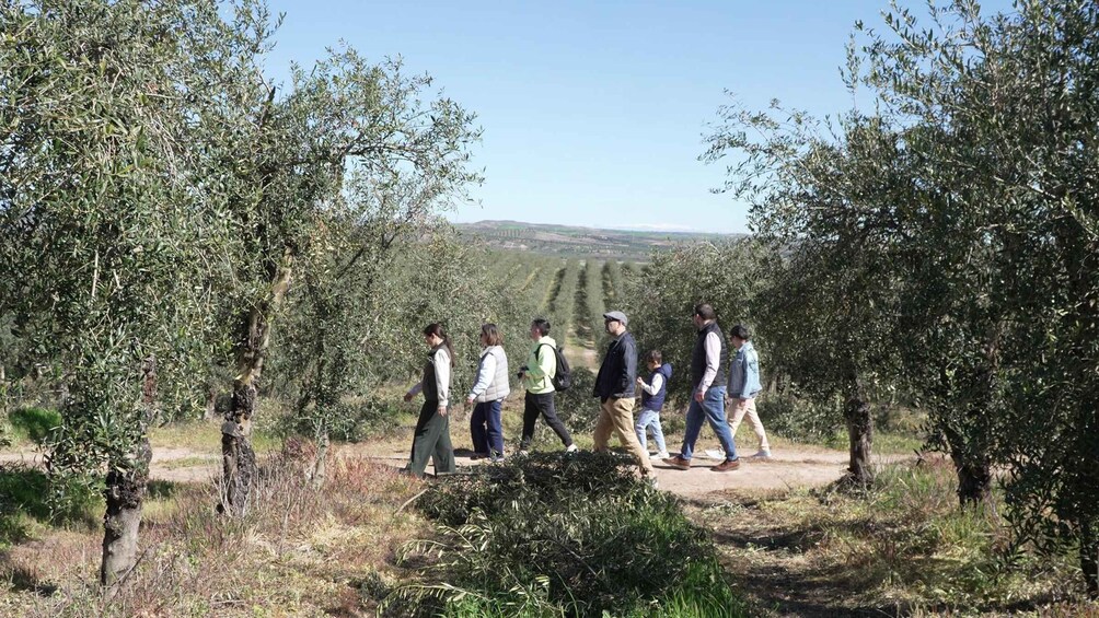 A group of people walking through an olive grove. 5