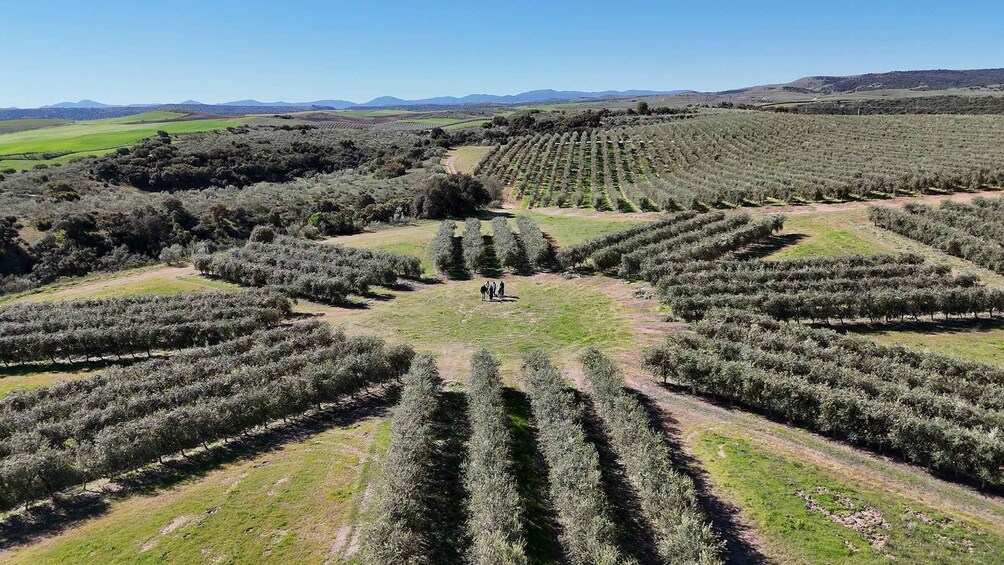 A vineyard with rows of trees and a group of people in the center. 1