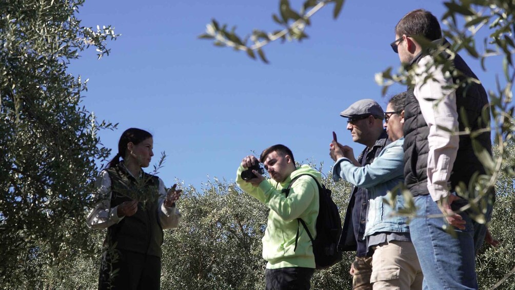 A group of people in an olive grove, some taking photos. 4