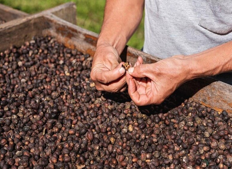 A person sorting coffee beans. 4