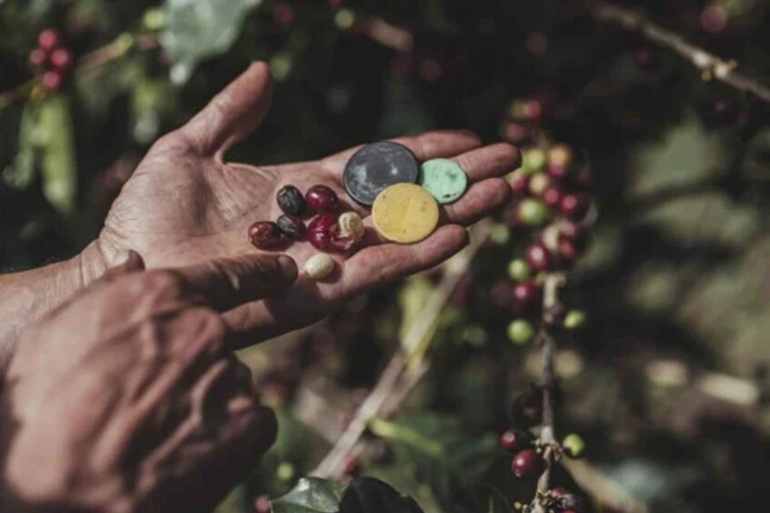 A hand holding coffee cherries and beans. 5