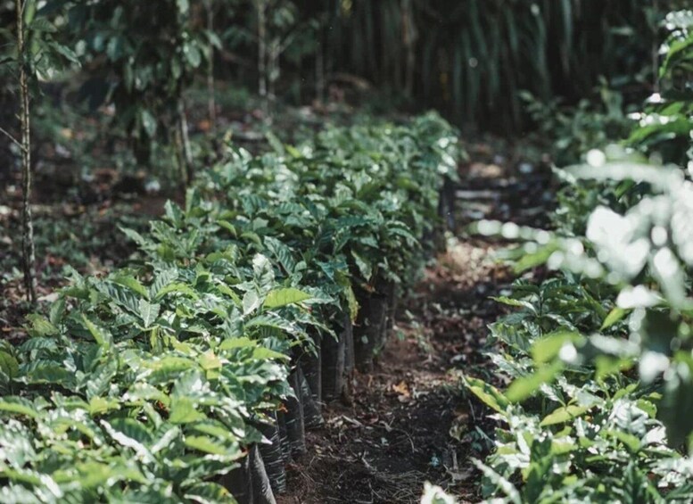 A dense forest with rows of green plants, possibly a coffee plantation, and a dirt path. 2