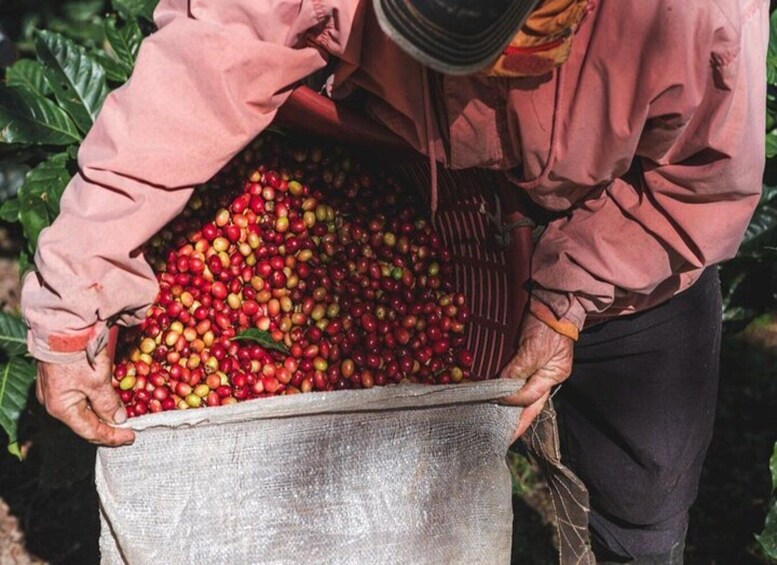A person holding a burlap sack filled with red and yellow cherries. 1
