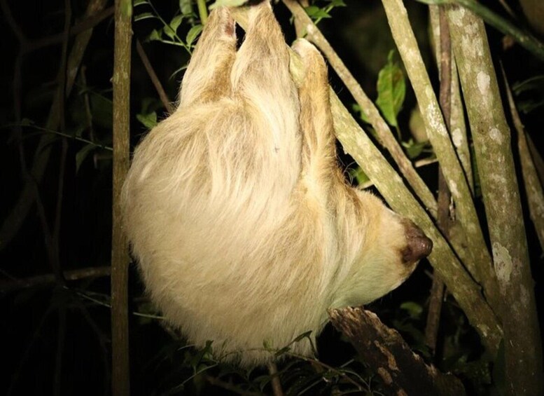 A sloth hanging from a tree branch in a forest. 3