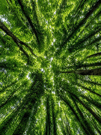 A dense canopy of green leaves converging towards the center, creating a radial pattern. 3
