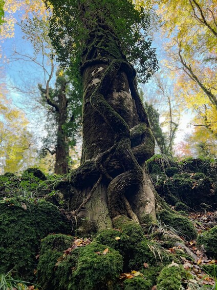 A moss-covered tree trunk with intertwined roots in a forest. 5