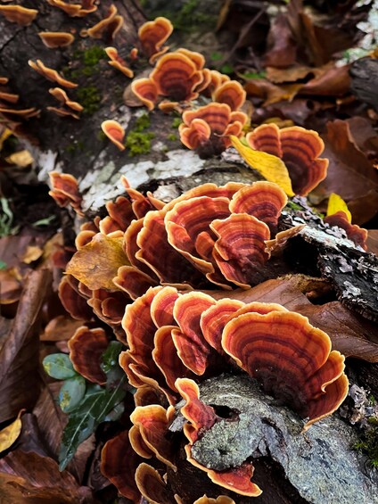 A cluster of orange and red fungi growing on a log surrounded by fallen leaves. 4