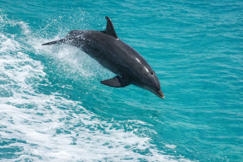 A dolphin leaping out of turquoise water. 3