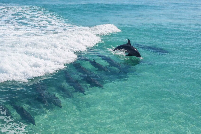 A dolphin swimming in clear turquoise water with waves. 5