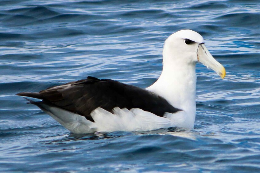 A large white bird with a black back and yellow beak swimming in the ocean. 1