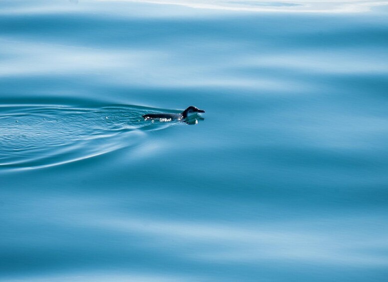 A whale swimming in calm blue waters. 3