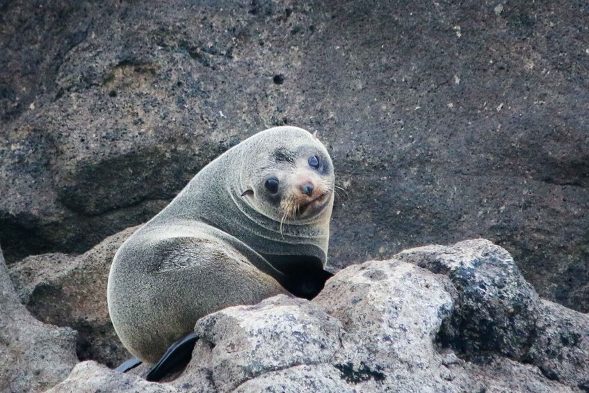 A seal resting on rocky terrain. 5