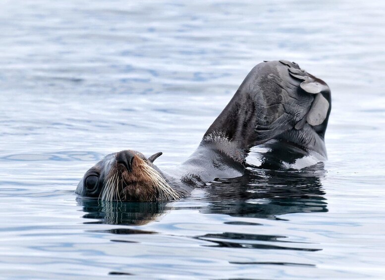 A seal floating on calm water. 2