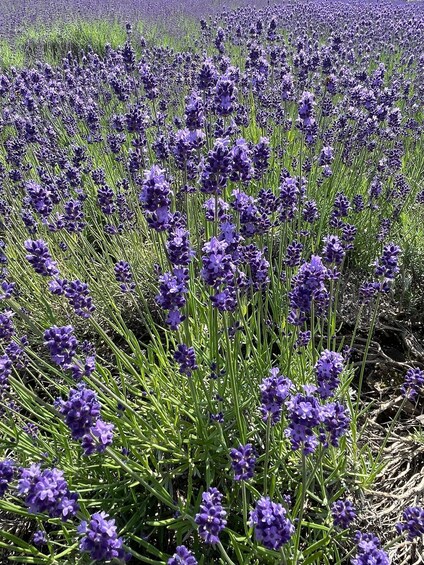 A field of lavender with dense purple flowers and green foliage. 4
