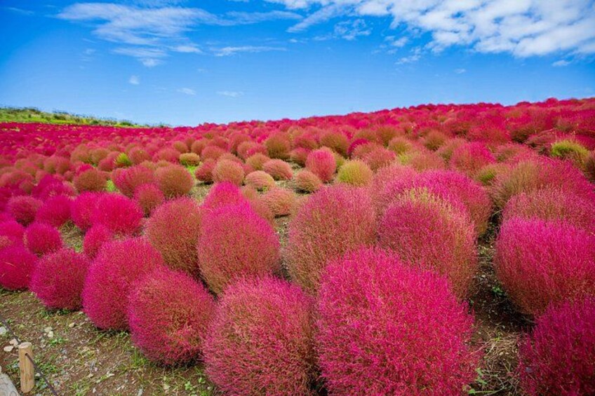A field of spherical pink plants under a blue sky. 2