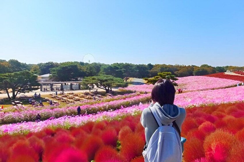 A person with a backpack looking at a field of pink flowers, a building, and a Ferris wheel in the background. 5