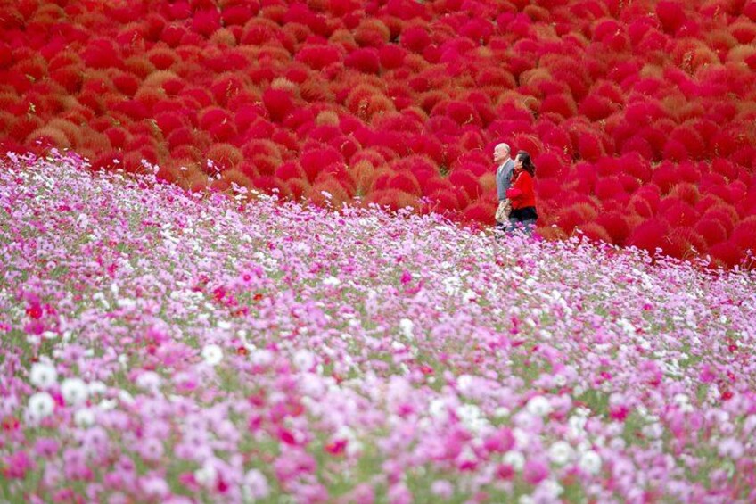A field of pink and red flowers with a couple standing in the middle. 1