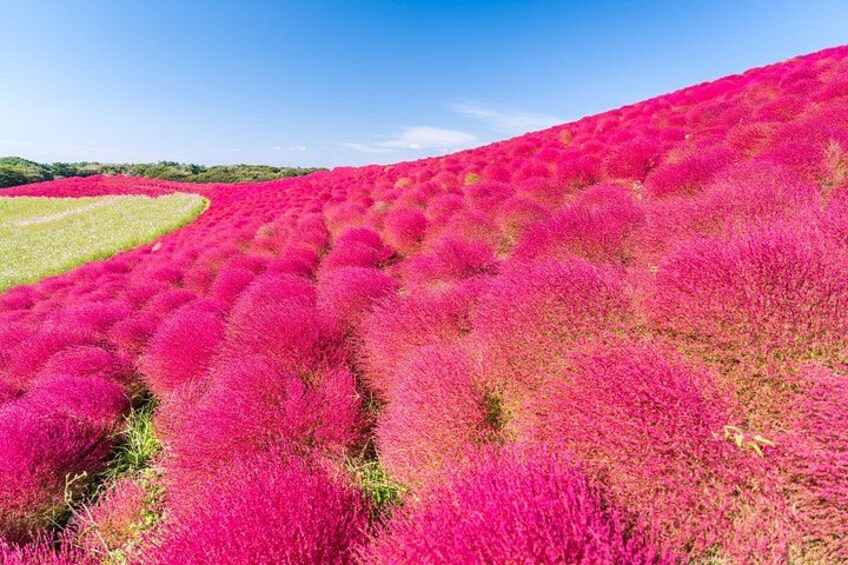 A field of vibrant pink flowers under a clear blue sky. 2