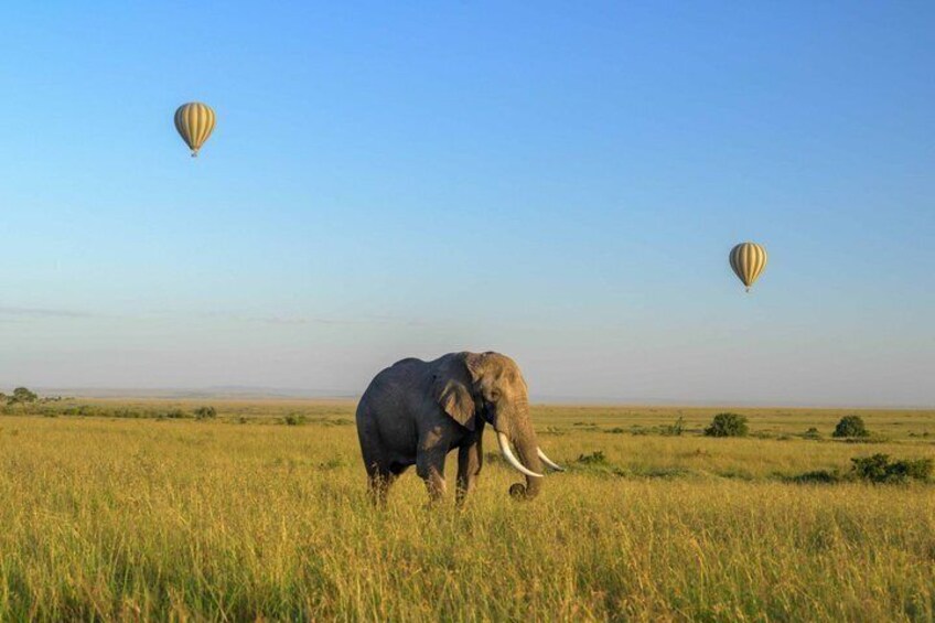 An elephant in a grassy field with two hot air balloons in the sky. 3