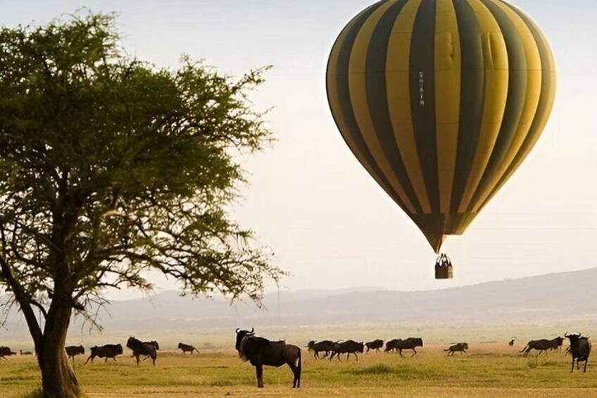 A hot air balloon over a grassy field with cattle. 4