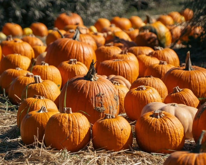A field of pumpkins with varying sizes and colors, predominantly orange, with some white and green. 4