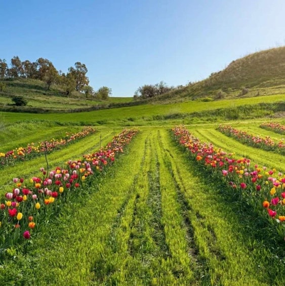 A tulip field with rows of colorful flowers. 2