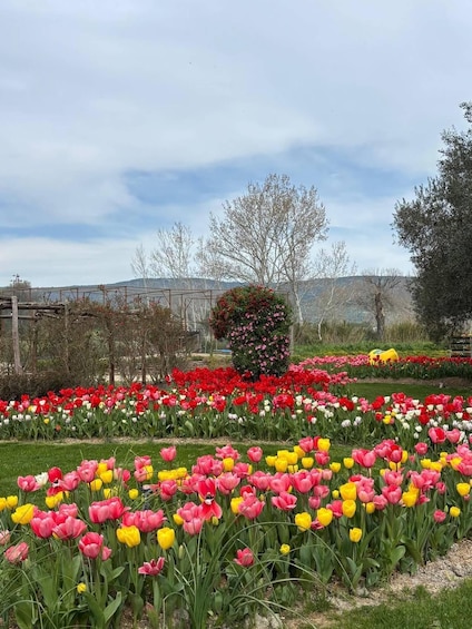 A garden with rows of colorful tulips and a large bush in the center. 1