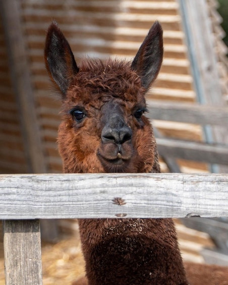 A llama behind a wooden fence. 5