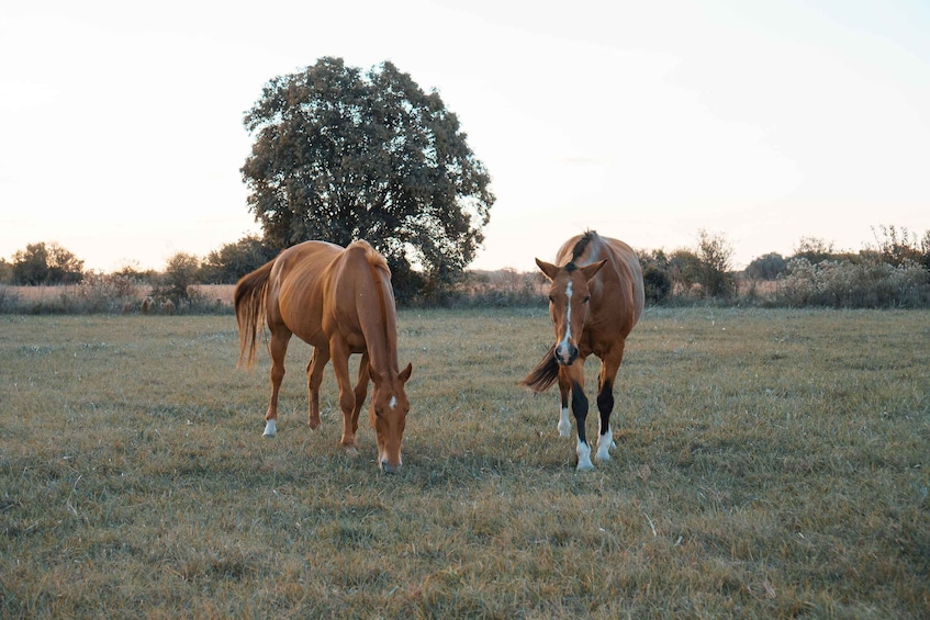 Two horses grazing in a field with a large tree in the background. 2