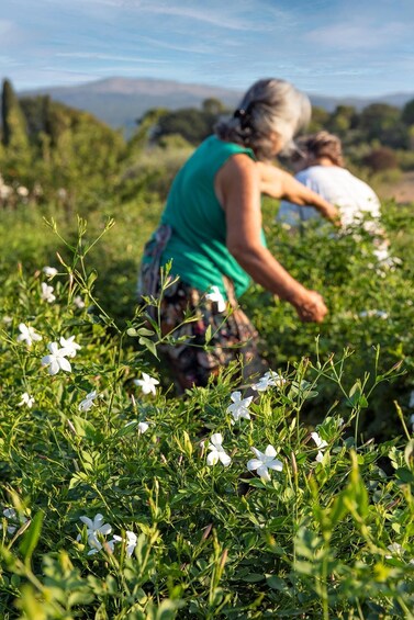 A person tending to a field of white flowers. 3