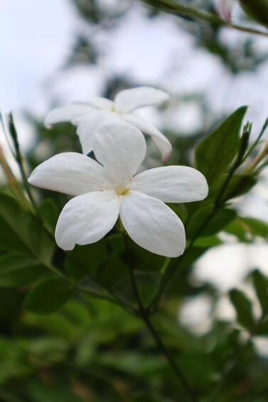 A close-up of white flowers with green leaves. 4