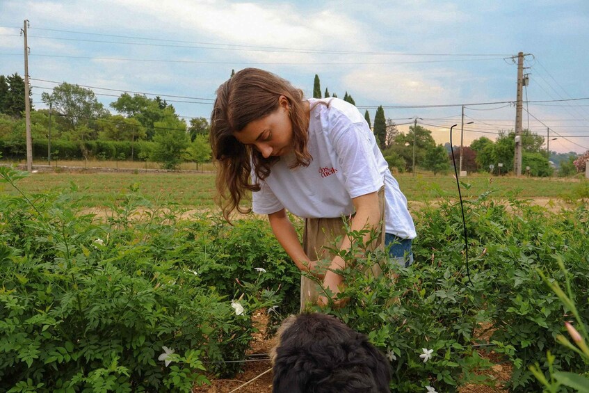 A person tending to plants in a field with power lines and trees in the background. 2