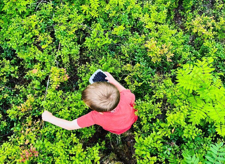 A child in a red shirt harvesting blueberries from a bush. 1