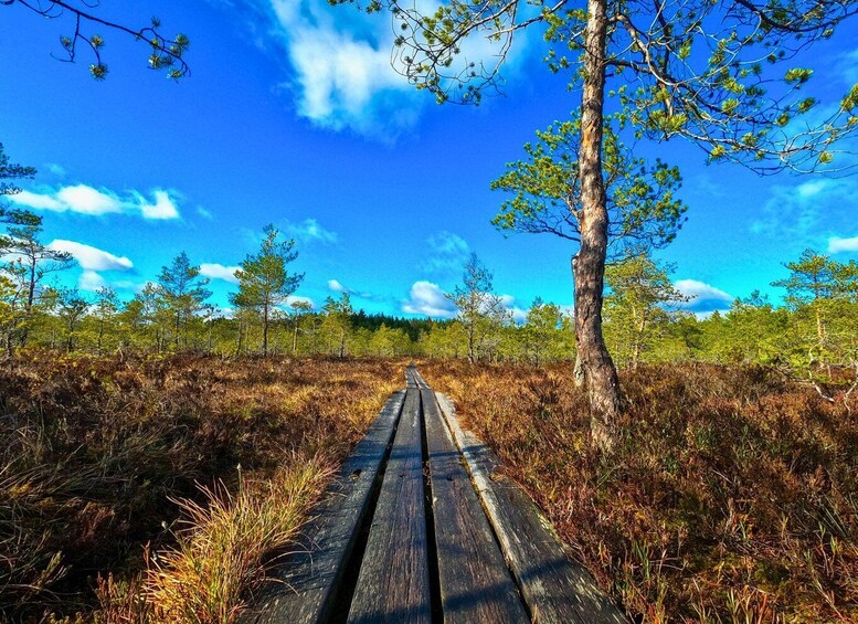 A wooden boardwalk through a forested area with a clear blue sky. 4