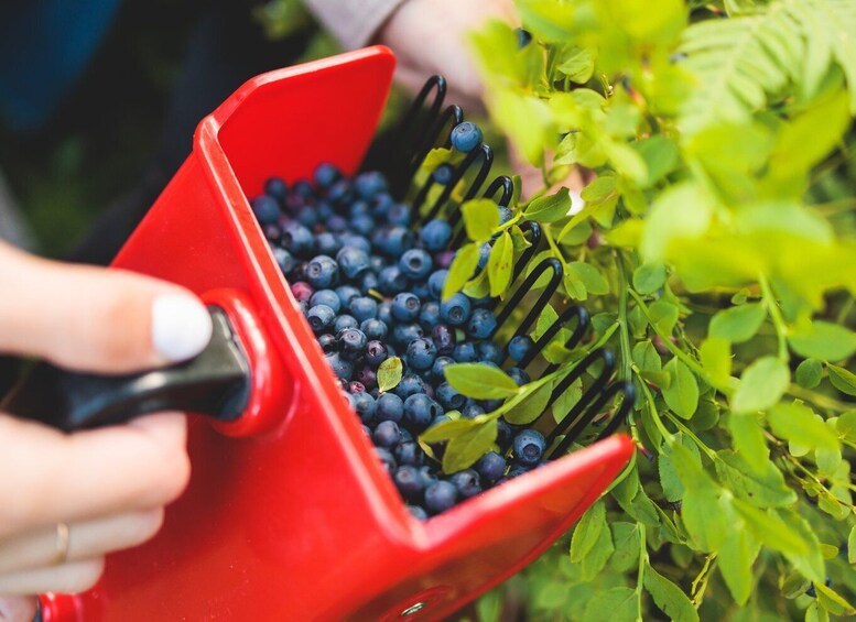 A person using a red berry picker to harvest blueberries from a bush. 3