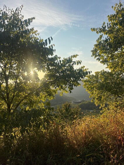 A landscape with trees and a distant view of a valley. 2