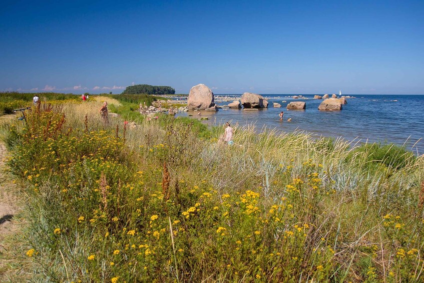 A coastal landscape with a clear sky, rocky outcrops, and yellow wildflowers. 5