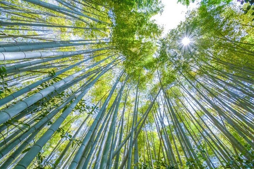A bamboo forest with tall trees and sunlight filtering through the canopy. 3